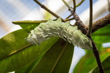Atlas Moth Caterpillar (Attacus Atlas) on a Branch with Leaves .