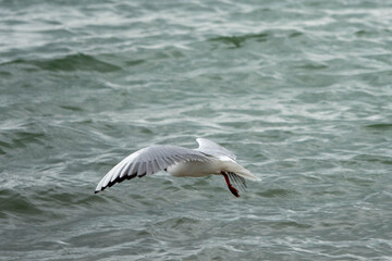 black headed gull flying across the sea