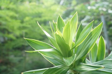 fresh green dracaena fragrans plant in nature garden