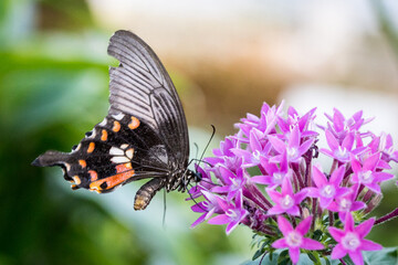 Close-Up of Scarlet Mormon (Papilio Rumanzovia) Butterfly Drinking Nectar of a pink Flower.