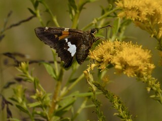 Butterflies in Kansas