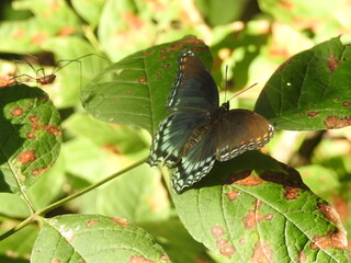 Obraz premium Butterflies in Kansas