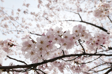 blossom