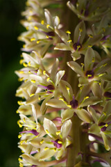 Dasylirion wheeleri flowers close-up