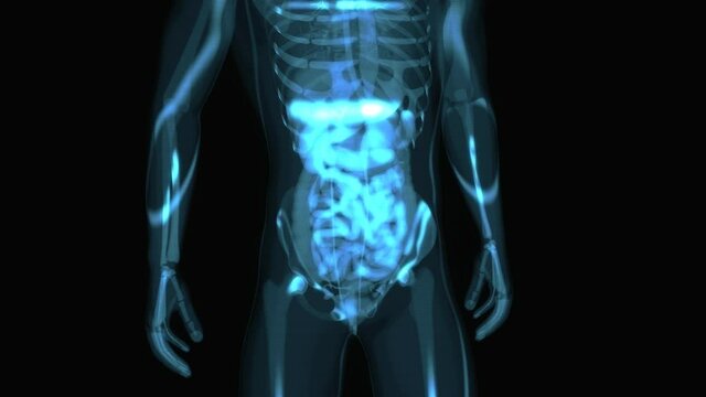 4K anatomy concept of the intestine