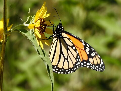 Butterflies in Kansas