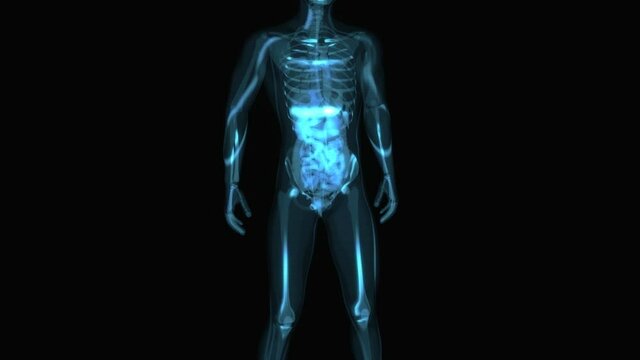4K anatomy concept of the intestine
