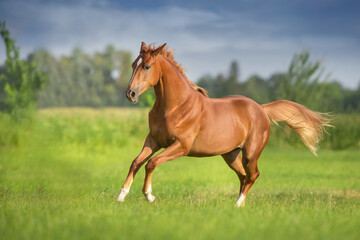 Obraz na płótnie Canvas Red horse free run in spring green field