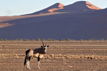Desert Oryx and Early Morning Dunes, Sossusvlei, Namibia