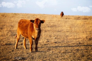 Calf in field