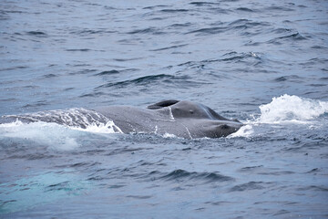 Fototapeta premium Humpback Whale Blowhole - Close Up