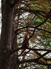Fototapeta na wymiar monkey on a tree