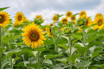 sunflower field in the summer