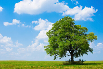 Obraz premium Green tree on slanted ground against blue sky during sunny summer day