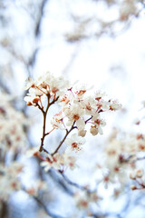 Apricot trees bloom with white flowers in early spring