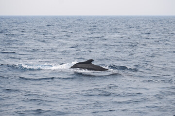 Humpback Whale Dorsal Fin