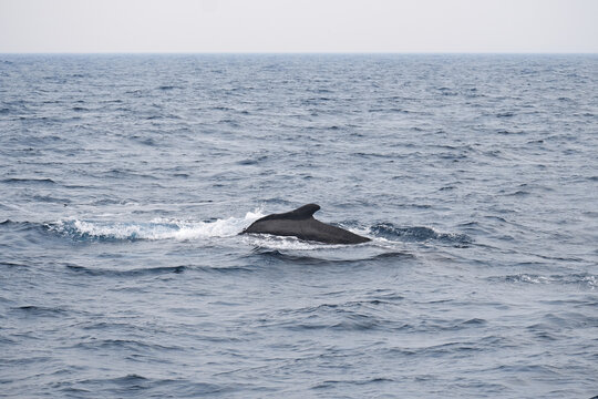 Humpback Whale Dorsal Fin