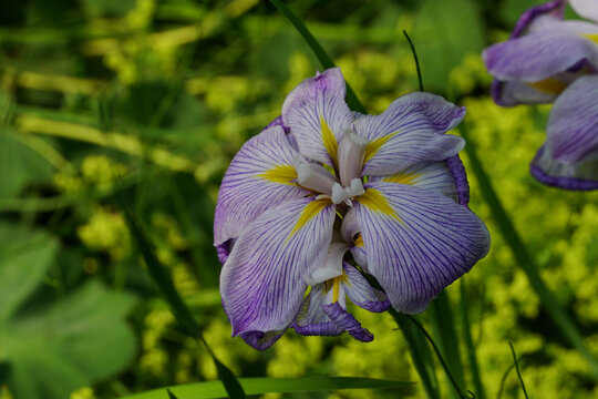 Closeup of an Algerian iris on a blurred background