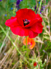 poppy. red poppy on green background