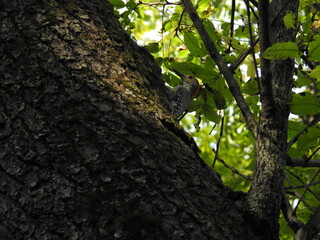 Landscapes of Kansas