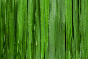 Green grass background. Backdrop made of vertical grass blades. Abstract grass texture banner