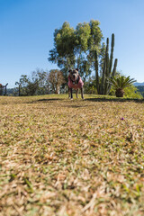 Pit bull dog in pink sweatshirt at dawn. Pitbull on a sunny day with green grass and beautiful view...