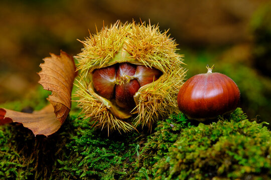 Chataigne sauvage en for&ecirc;t en automne
