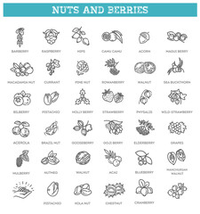 web icons collection - nuts and berries. Vector symbols