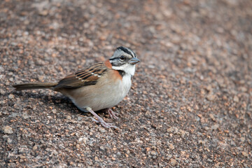 tico-tico (Zonotrichia capensis)