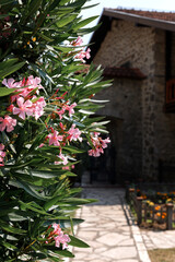 Fototapeta na wymiar a flowering bush of pink flowers against the background of a stone wandering building. space for text