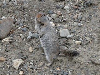 grauhörnchen, erdhörnchen, nager, säugetier, wild lebende tiere, natur, prairie, wild, hübsch, fell, grau, tier, pelzig, fauna,
nager