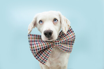 Cute puppy dog celebrating birthday or carnival wearing a checkered bowtie. Isolated on blue pastel background