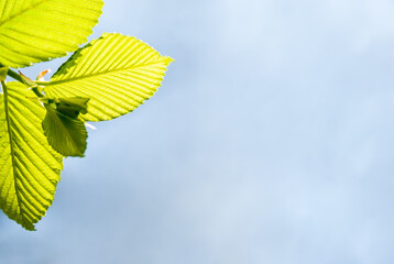Green young leaves in the light of the sun on a blue background