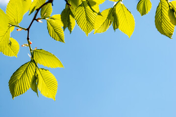 Green young leaves in the light of the sun on a blue background