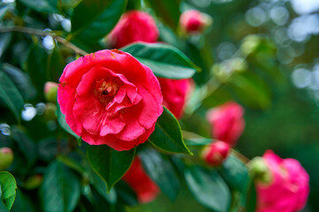 Blooming camellia flowers in the city park