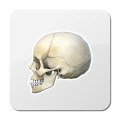 Side profile view of human skull icon 3d