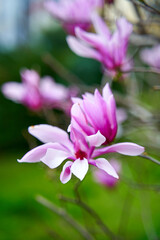 Fototapeta na wymiar Blooming magnolia flowers in the city park