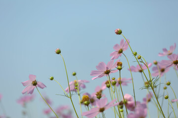 Delicate pink cosmos flower with blue sky