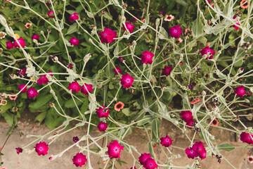 small flowers in the garden