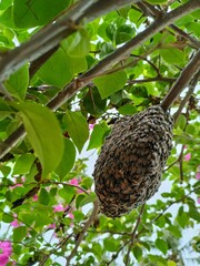 The beehive is on the tree. Honey bees on the flowering plant. 
