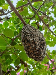 Fototapeta premium The beehive is on the tree.