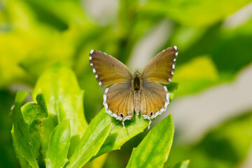 Cacyreus marshalli, brown geranium butterfly with open wings on green leaves.
