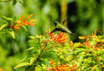 Hummingbird