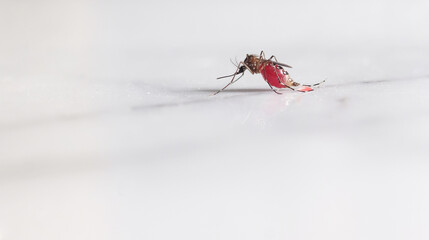Aedes mosquitoes that eat blood until they are full.
