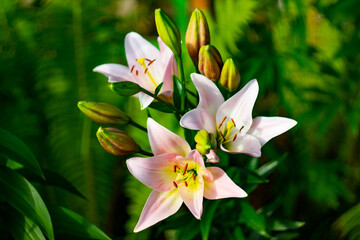 Lilies blooming in the garden