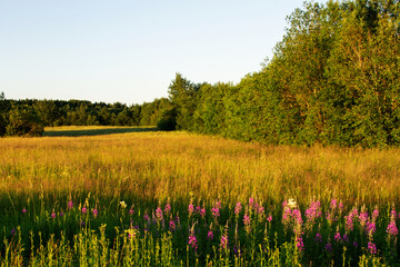 Fototapeta premium crimson flowers of the field plant ivan-tea in the rays of the setting sun