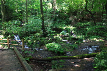 Fototapeta premium 栃木県塩谷町に尚仁沢湧水。栃木県塩谷町の山・高原山に中腹にある湧水群。樹齢数百年にも及ぶ原生林の中、十数ヵ所から名水が湧き出る。