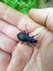 Blue-violet forest beetle