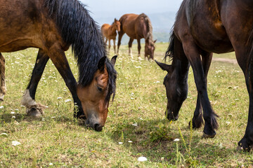 horse and foal