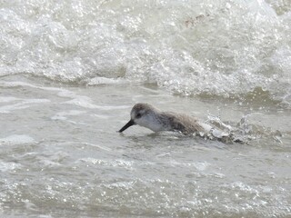 Fototapeta premium Snowy Plover